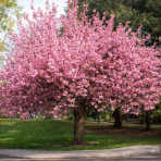 Sakura ozdobná (Prunus serrulata) ´KANZAN´ - výška 250-300 cm, obvod kmeňa 8/10 cm, kont. C35L - NA KMIENKU